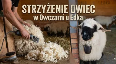 Strzyżenie owiec w Owczarni u Edka