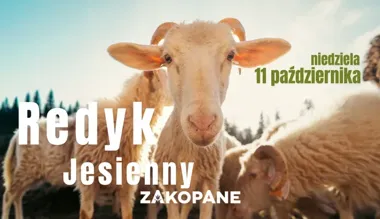 Owce przejdą ulicami Zakopanego. Redyk wraca na jesienną trasę
