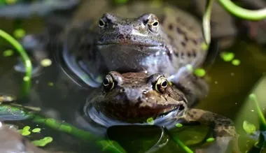 Żaby ruszyły przez Zakopane i kierowcy muszą uważać na kilka newralgicznych odcinków