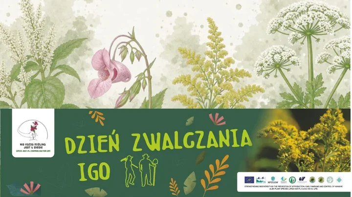 Trzy akcje w otulinie TPN. Usuwano inwazyjne rośliny