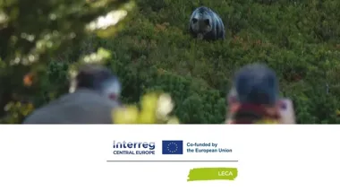 Karpackie drapieżniki nie znają granic, a naukowcy pokazali sposób na ich ochronę