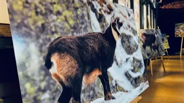 Kozica w centrum muzealnej nocy – Zakopane i Łomnica pokazały wspólne Tatry