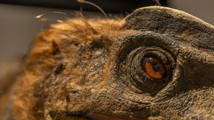 Gipsowy trop dinozaura powstanie w Dolinie Kościeliskiej